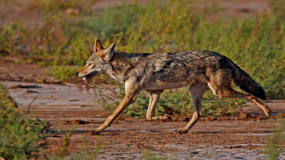 Lobo africano.   - MARRUECOS