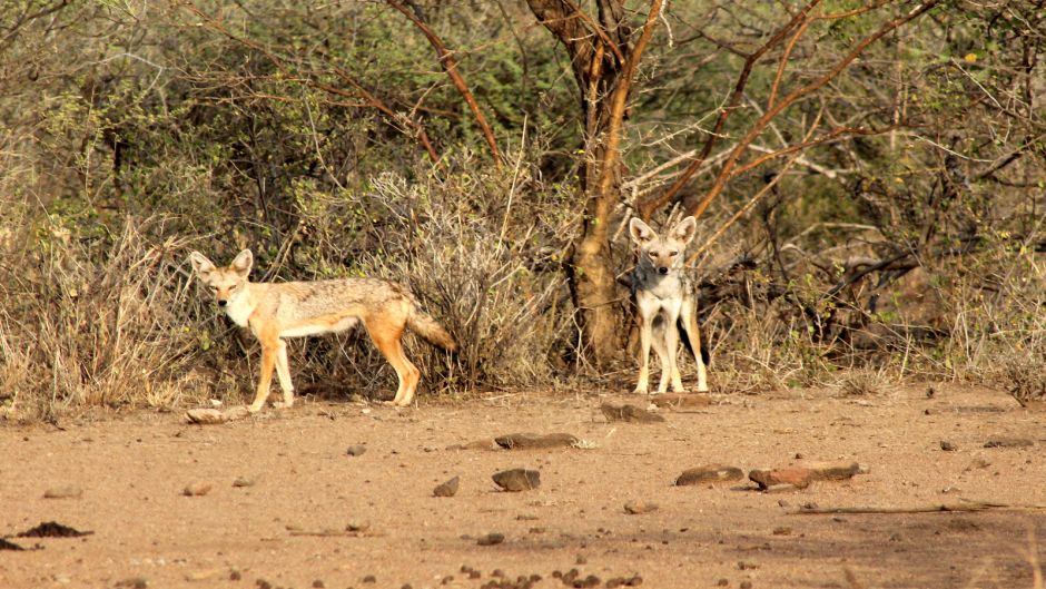 Lobo africano.   - MARRUECOS