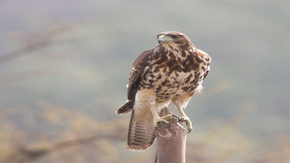 Peuco, Guia de Fauna. RutaChile Peuco, Guia de Fauna. RutaChile