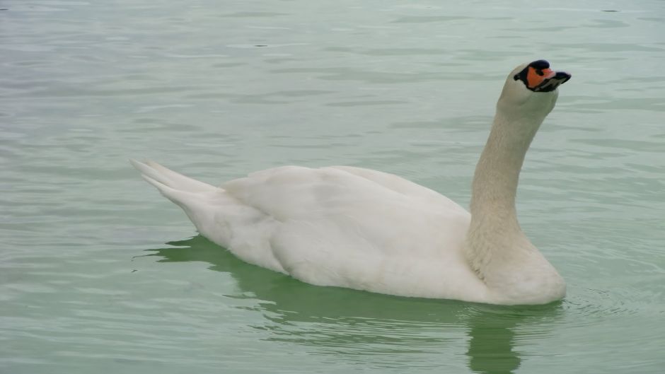 Cisne Coscoroba, Guia de Fauna. RutaChile.   - CHILE