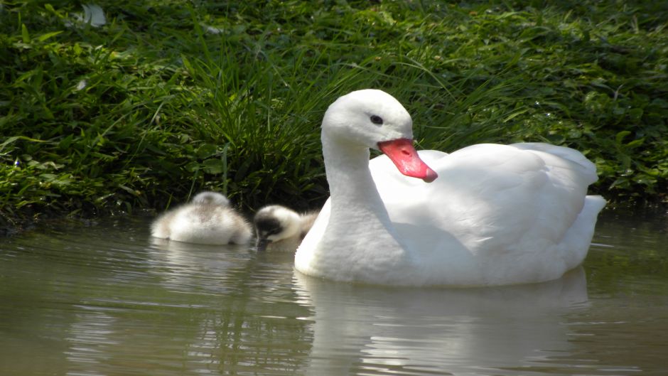 Cisne Coscoroba, Guia de Fauna. RutaChile.   - 