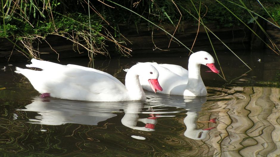 Cisne Coscoroba, Guia de Fauna. RutaChile.   - ARGENTINA