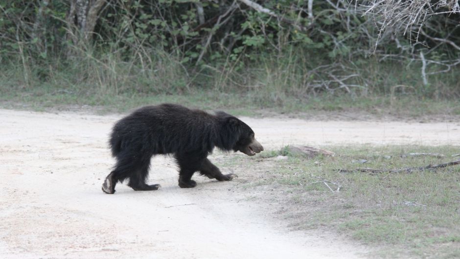 Oso Perezoso.   - 