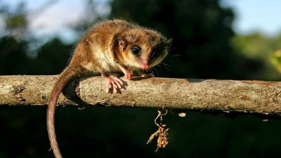 Monito del Monte, Guia de Fauna. RutaChile.   - 