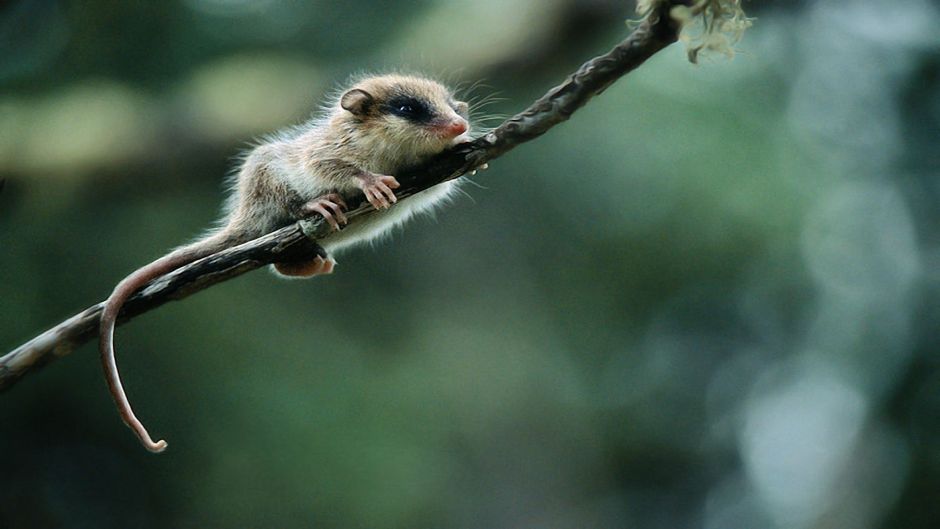 Monito del Monte, Guia de Fauna. RutaChile.   - 