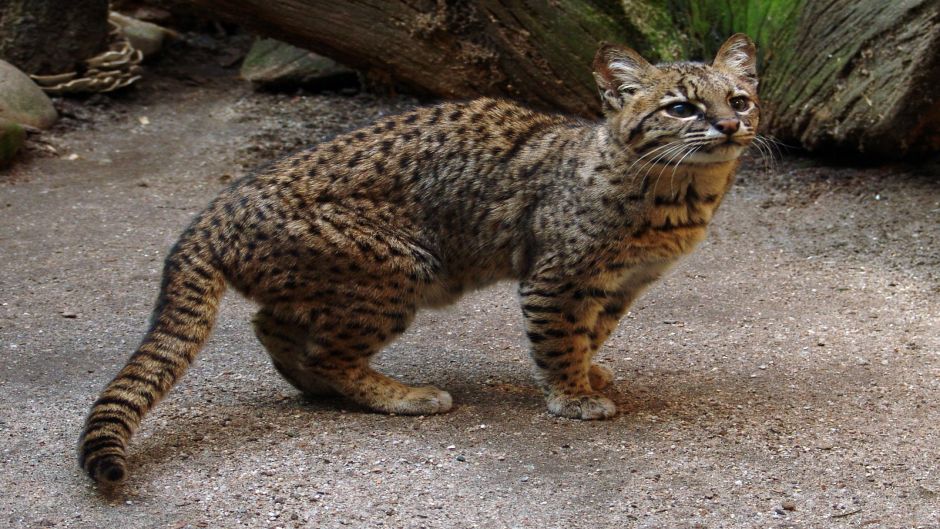 Gato Montés Sudamericano, Guia de Fauna. RutaChile.   - CHILE