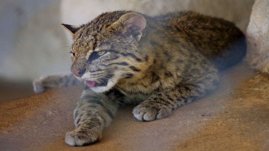 Gato Montés Sudamericano, Guia de Fauna. RutaChile.   - URUGUAY