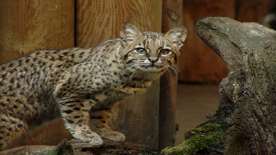 Gato Montés Sudamericano, Guia de Fauna. RutaChile.   - CHILE