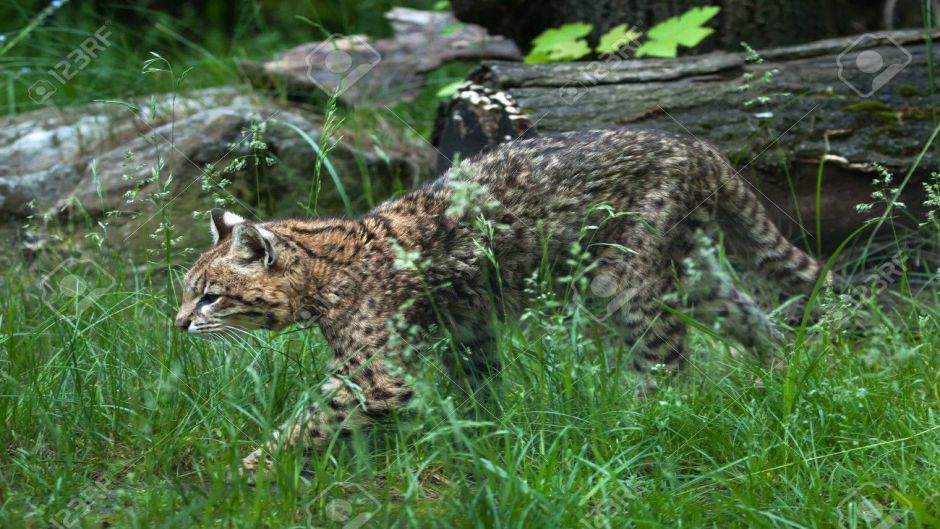 Gato Montés Sudamericano, Guia de Fauna. RutaChile.   - PARAGUAY