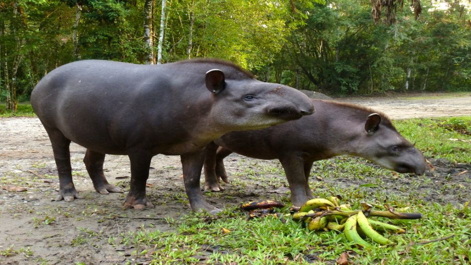 Tapir, Guia de Fauna. RutaChile.   - PARAGUAY