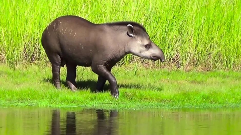 Tapir, Guia de Fauna. RutaChile.   - COLOMBIA