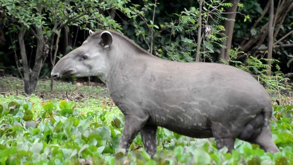 Tapir, Guia de Fauna. RutaChile.   - PERU