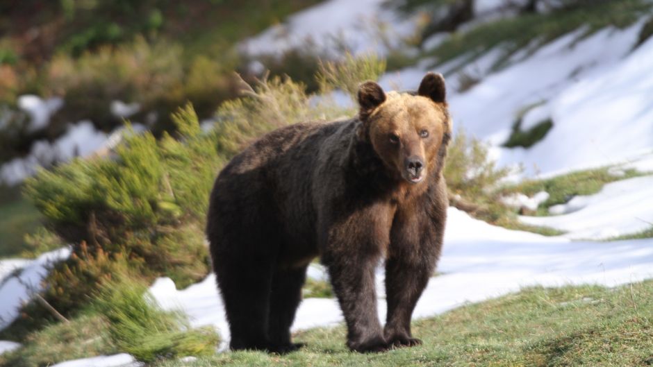 Oso Pardo.   - ESLOVENIA