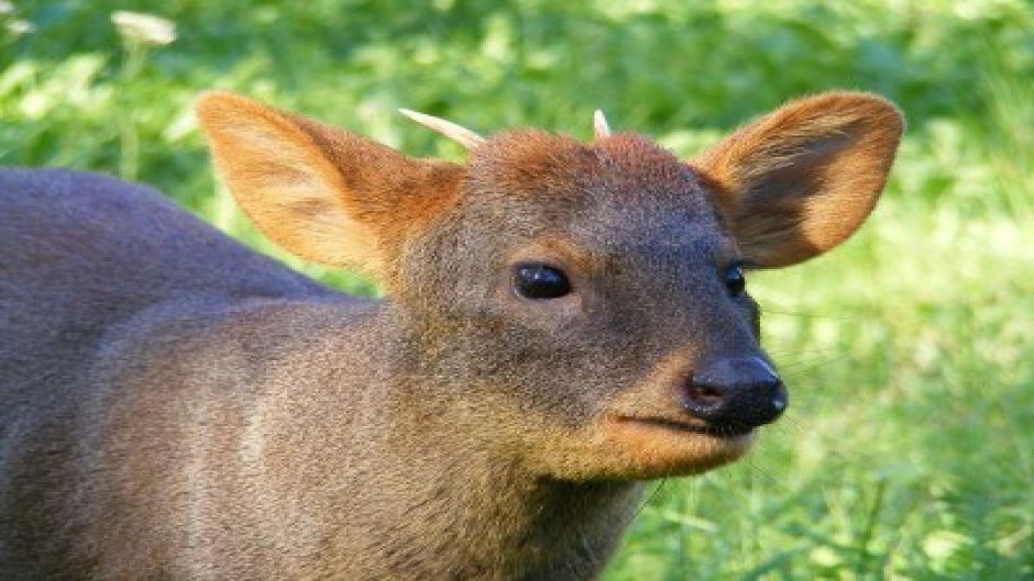 Pudu, Guia de Fauna. RutaChile.   - 