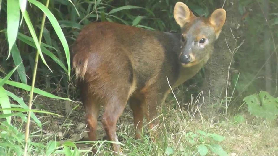 Pudu, Guia de Fauna. RutaChile.   - ARGENTINA