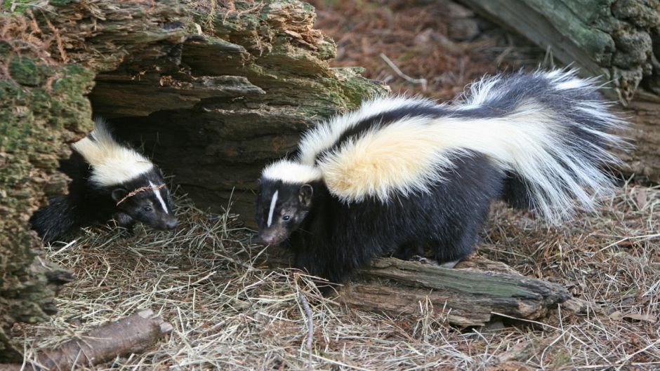 Chingue, Guia de Fauna. RutaChile.   - URUGUAY