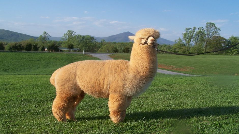 Informacion de Alpaca, Es un auquénido domesticado, es Informacion de Alpaca, Es un auquénido domesticado, es