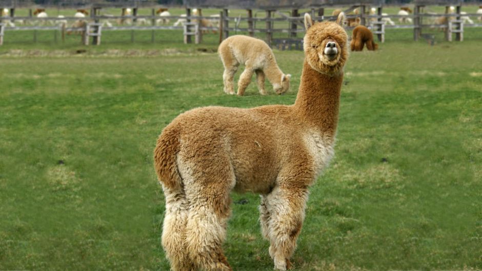 Informacion de Alpaca, Es un auquénido domesticado, es Informacion de Alpaca, Es un auquénido domesticado, es