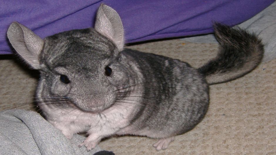 Chinchilla, Guia de Fauna. RutaChile