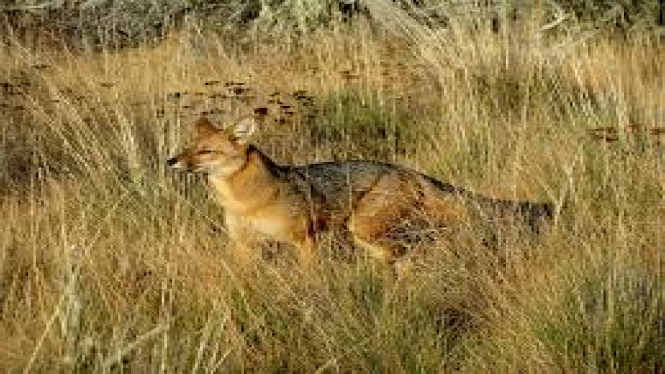 Zorro Culpeo, Guia de Fauna. RutaChile.   - ARGENTINA