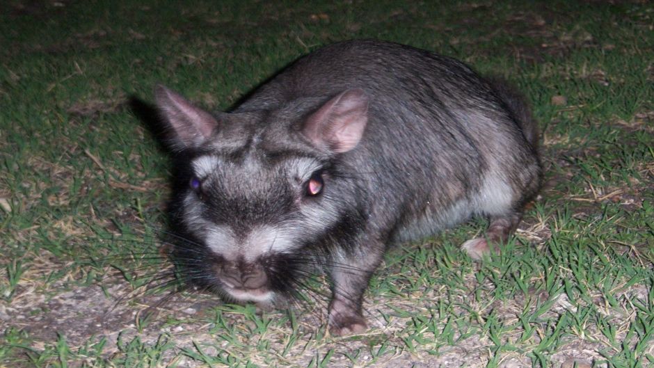 Vizcacha, Guia de Fauna. RutaChile.   - 