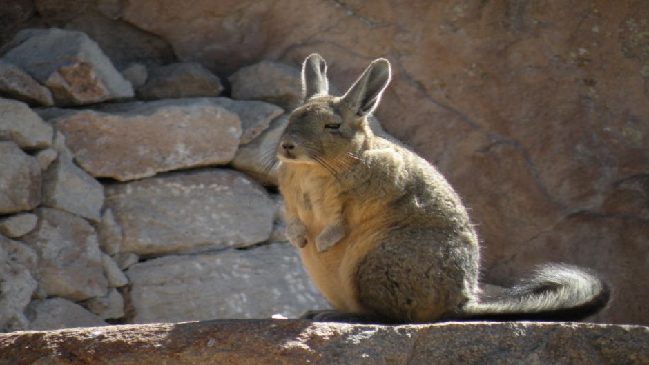 Vizcacha, Guia de Fauna. RutaChile.   - BOLIVIA