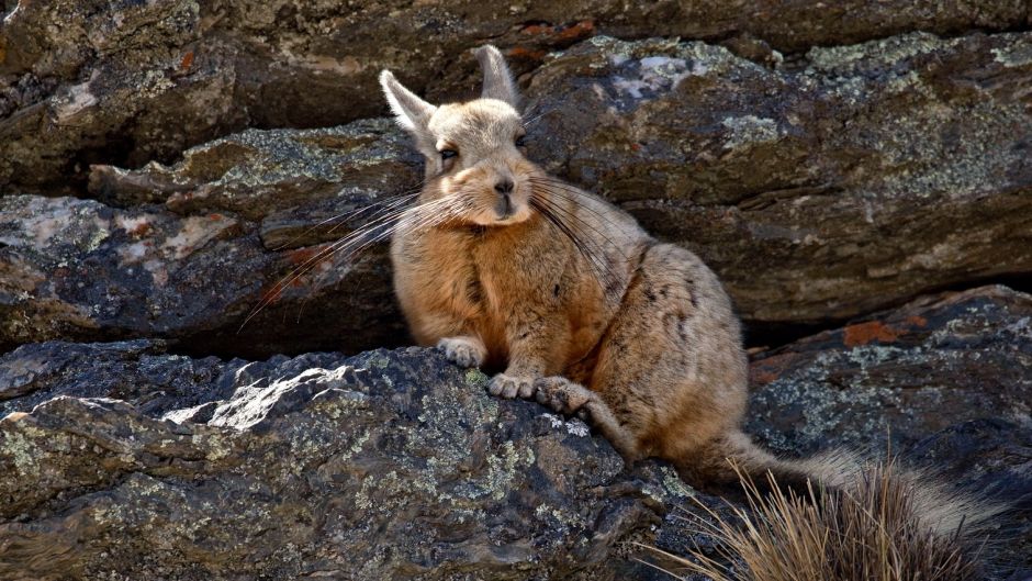 Vizcacha, Guia de Fauna. RutaChile.   - PARAGUAY