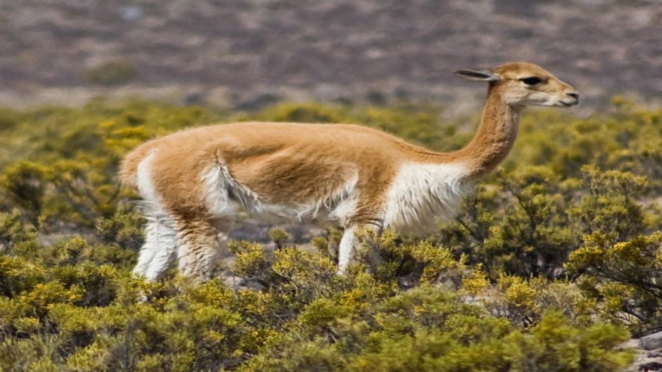 Vicuña, Guia de Fauna. RutaChile.   - CHILE