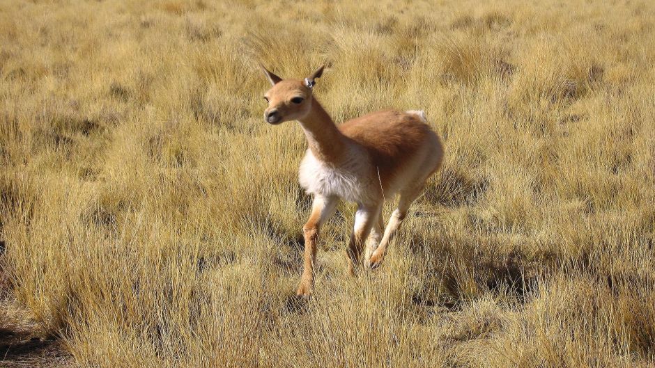 Vicuña, Guia de Fauna. RutaChile.   - ARGENTINA