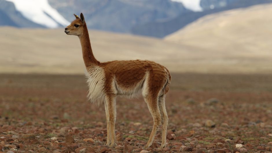 Vicuña, Guia de Fauna. RutaChile.   - CHILE