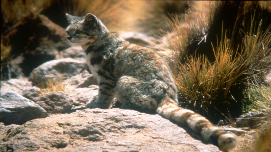 Guiña, Guia de Fauna. RutaChile.   - CHILE