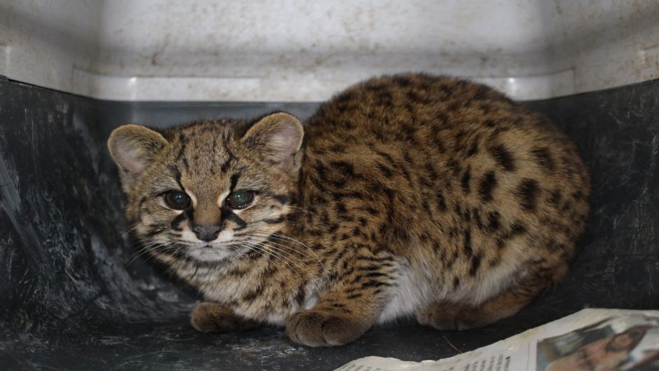 Guiña, Guia de Fauna. RutaChile.   - 