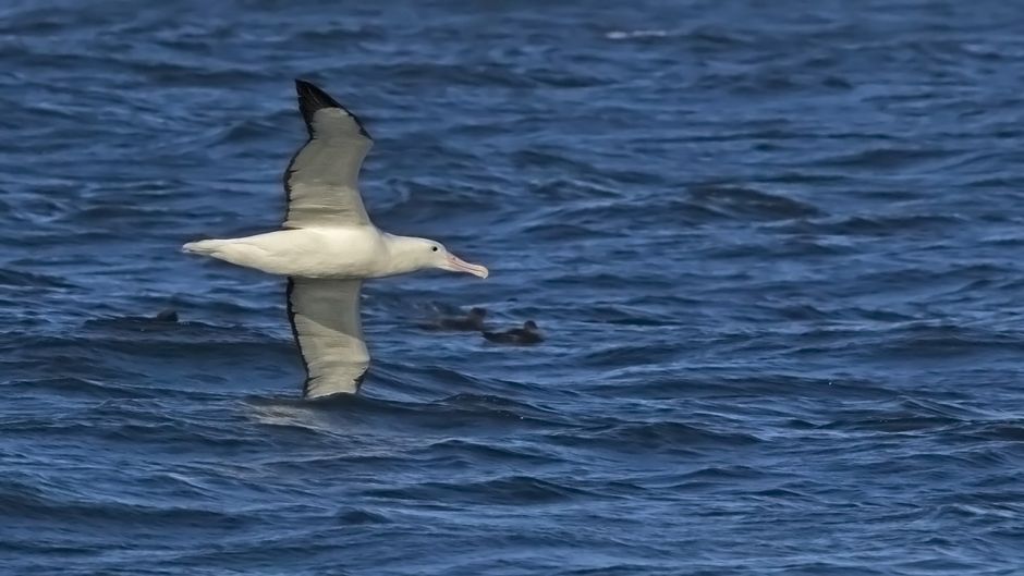 Facilmente puede ser confundido en su medio con el Albatros Errante.   - ECUADOR