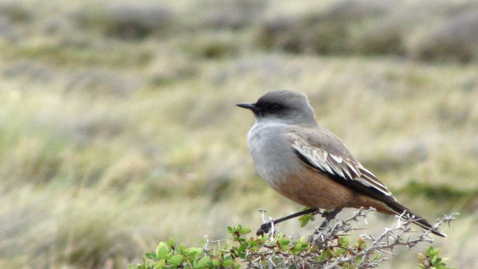 Cazamoscas Chocolate, Guia de Fauna. RutaChile.   - 