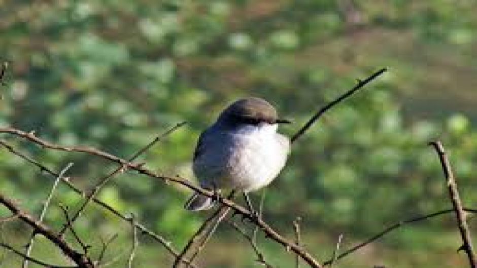 Cazamoscas Chocolate, Guia de Fauna. RutaChile.   - CHILE