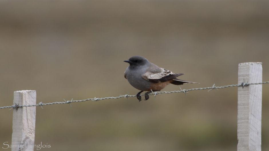 Cazamoscas Chocolate, Guia de Fauna. RutaChile.   - CHILE