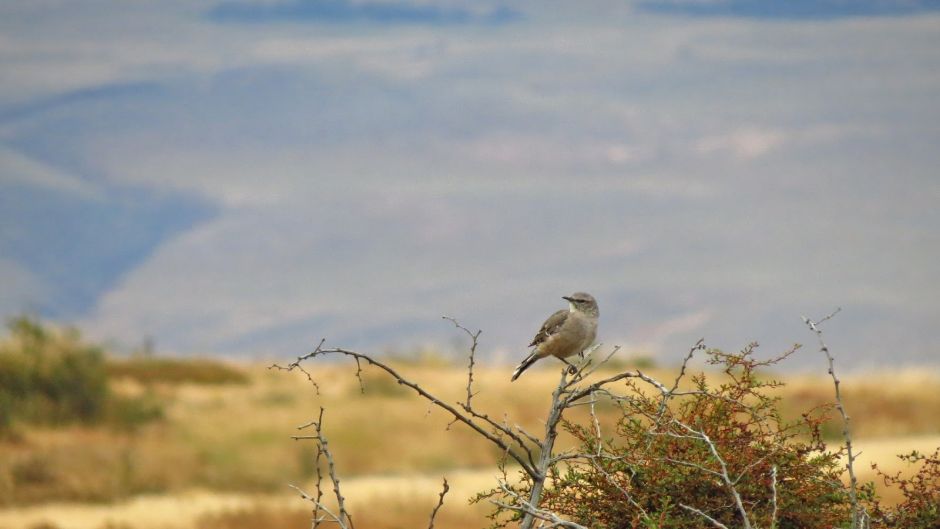 Cazamoscas Chocolate, Guia de Fauna. RutaChile.   - 