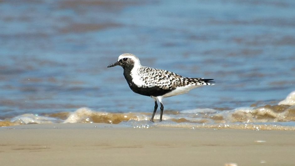 Informacion del Chorlo Artico, con plumas negras en el cuello, pech.   - INDONESIA