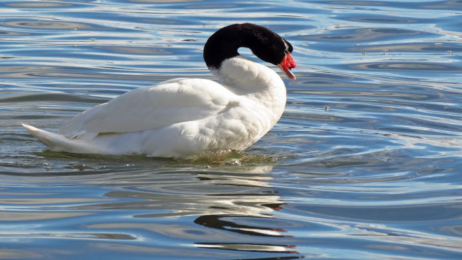 Cisne de Cuello Negro, Guia de Fauna. RutaChile.   - 