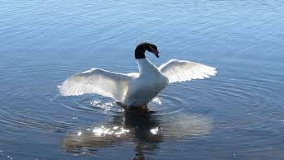 Cisne de Cuello Negro, Guia de Fauna. RutaChile.   - BOLIVIA