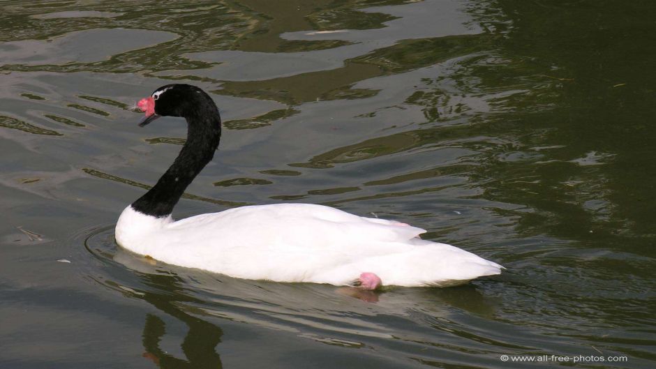 Cisne de Cuello Negro, Guia de Fauna. RutaChile.   - CHILE