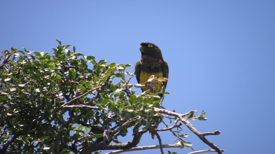 Loro Tricahue, Guia de Fauna. RutaChile.   - 