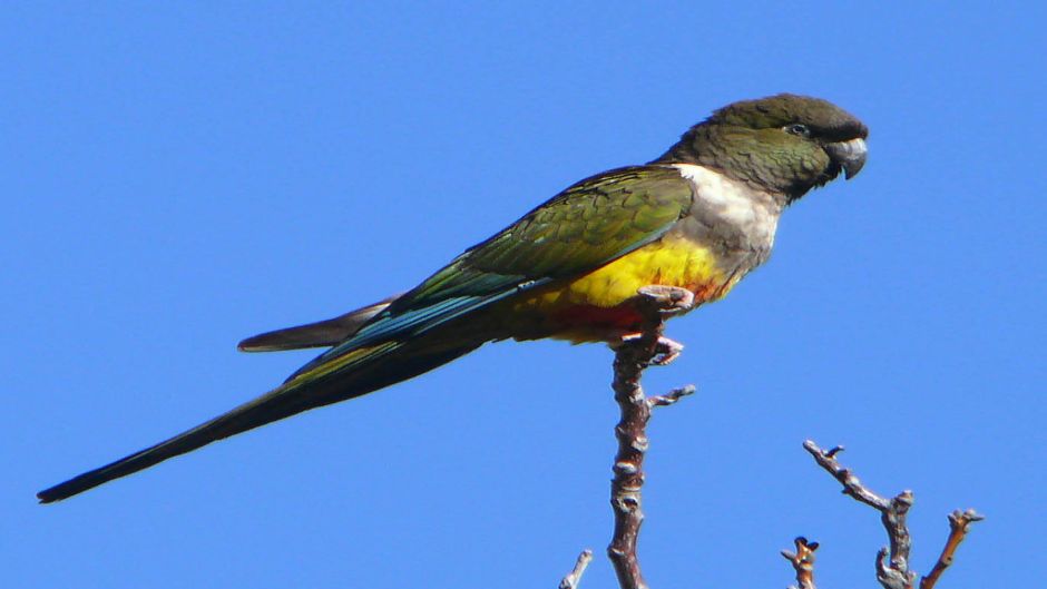 Loro Tricahue, Guia de Fauna. RutaChile.   - 