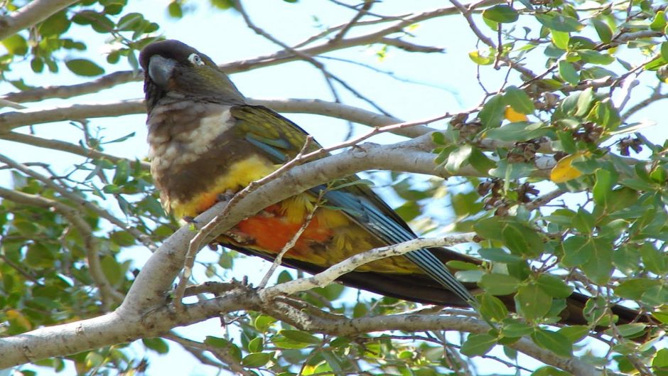 Loro Tricahue, Guia de Fauna. RutaChile.   - URUGUAY