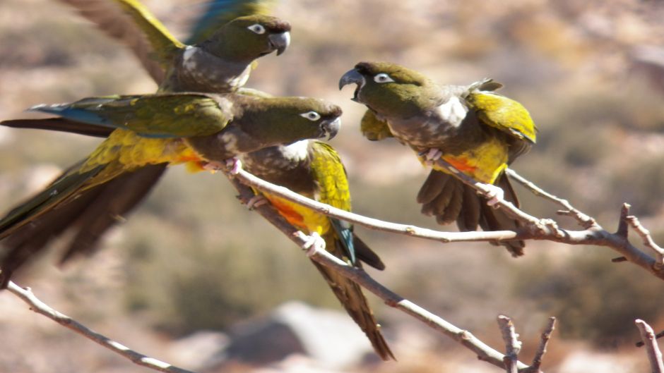 Loro Tricahue, Guia de Fauna. RutaChile.   - ARGENTINA