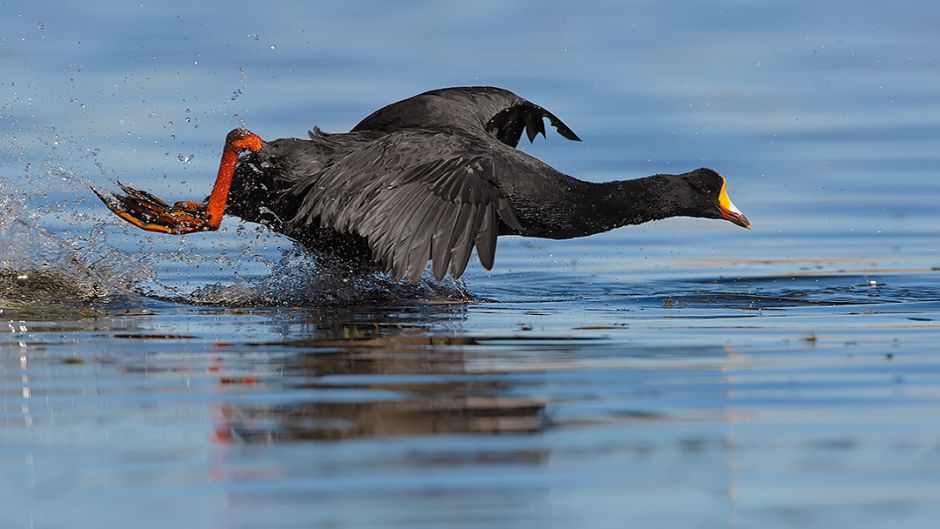 Tagua Gigante, Guia de Fauna. RutaChile.   - PERU