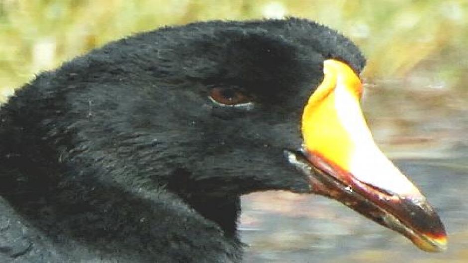 Tagua Gigante, Guia de Fauna. RutaChile.   - BOLIVIA