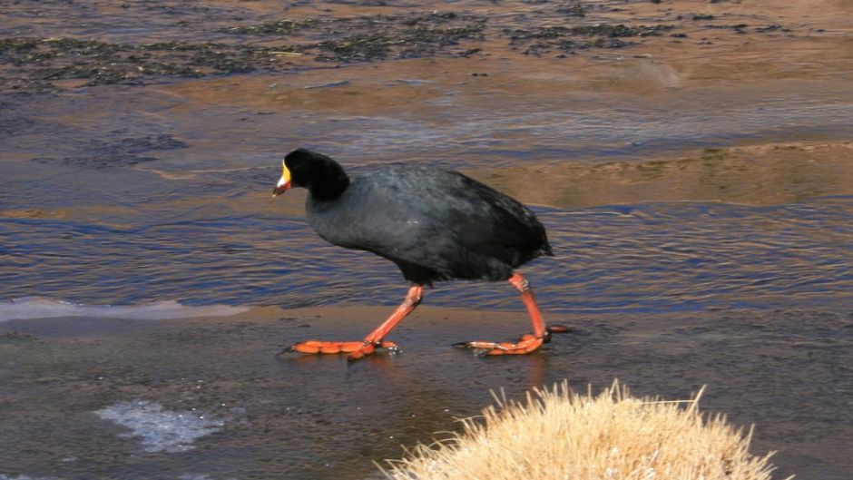 Tagua Gigante, Guia de Fauna. RutaChile.   - BOLIVIA