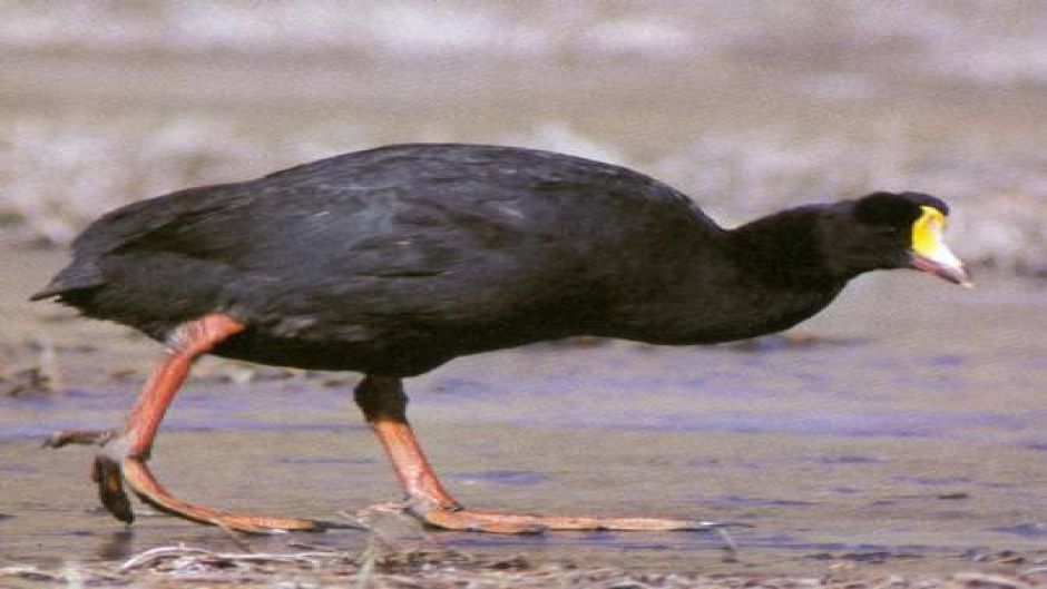 Tagua Gigante, Guia de Fauna. RutaChile.   - 