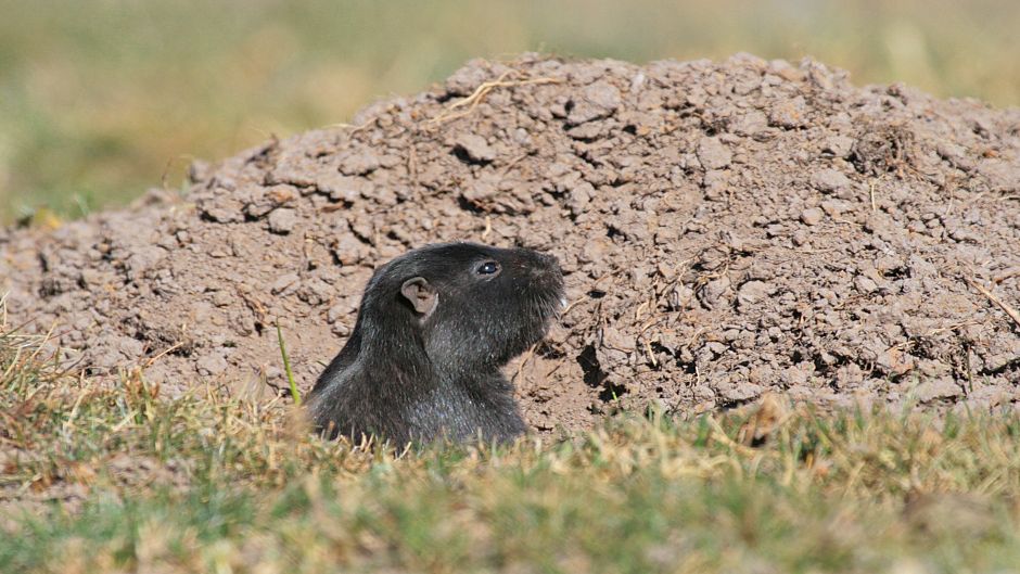 Cururo, Guia de Fauna. RutaChile.   - CHILE